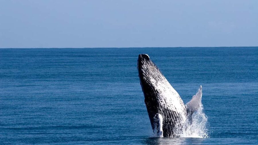 From Punta Canta: Whale Watching Cruise with Cayo Levantado - The drive from Punta Canta or Bayahibe: where the time goes