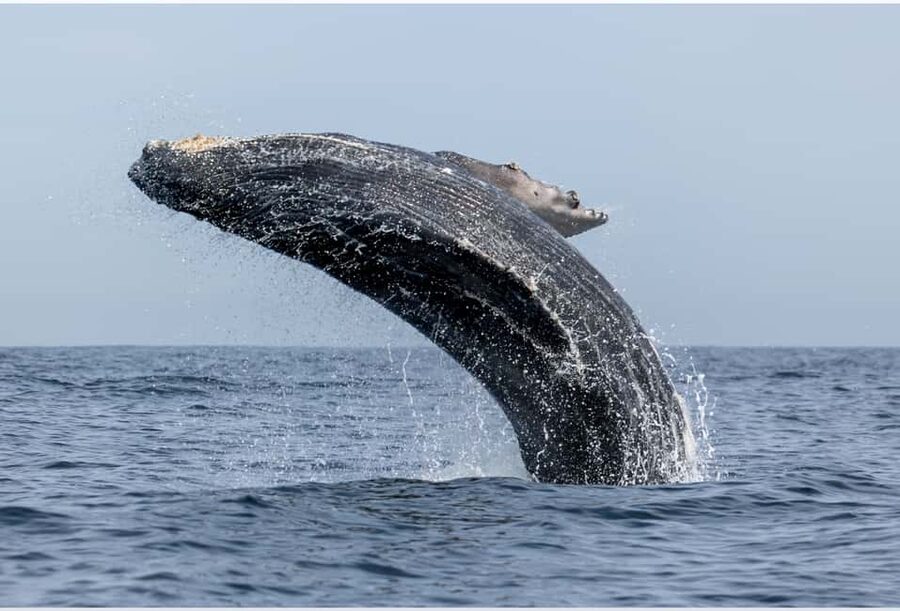 From Punta Canta: Whale Watching Cruise with Cayo Levantado - Las Cañitas Dock and the whale watching sanctuary plan