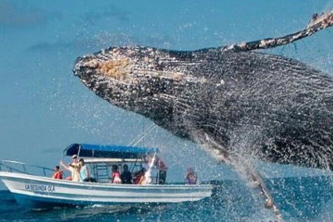 Full Day Bacardi Whale Watching - End Season March 30th - The Samaná Bay Whale Sanctuary Stop You Came For