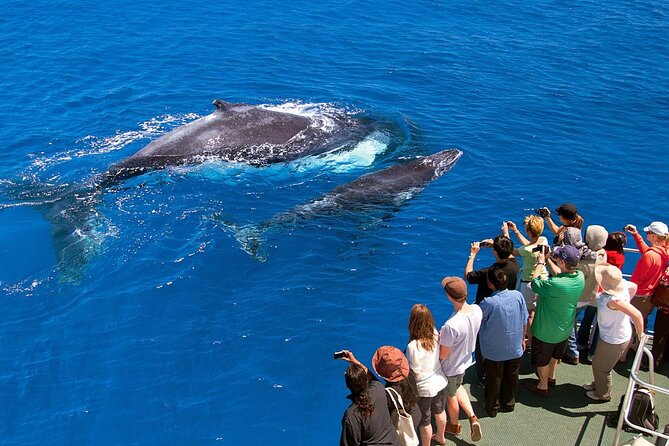 Full Day Bacardi Whale Watching - End Season March 30th - Price and Value: What $165 Really Buys