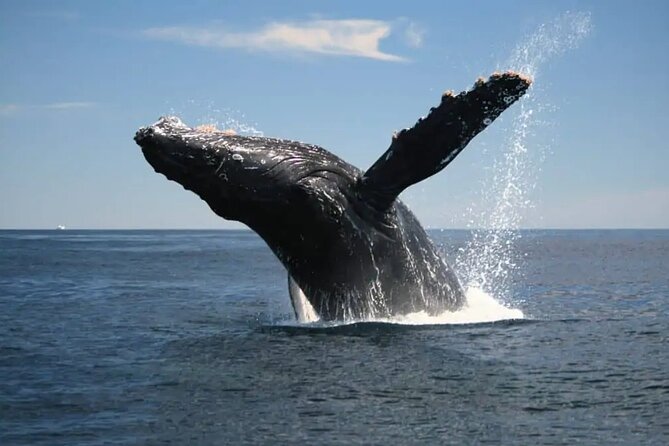 Full Day Bacardi Whale Watching - End Season March 30th - What to Pack So Your Day Feels Easy, Not Annoying