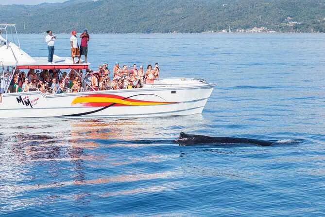 Full Day Bacardi Whale Watching - End Season March 30th - Who This Tour Fits Best (and Who Should Think Twice)