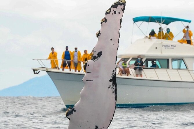 Full Day Bacardi Whale Watching - End Season March 30th - Getting From Punta Cana to Las Cañitas, Then Out on the Water