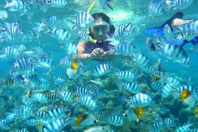 Full day Caribbean Catalina Island with snorkeling - The Island Schedule: What You’ll Do at Catalina