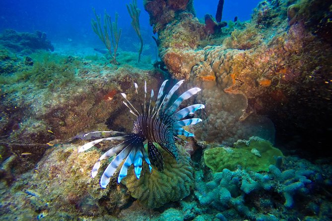 Full-Day Catalina Island Scuba Diving Tour from Punta Cana - Key things to know before you go