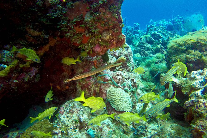 Full-Day Catalina Island Scuba Diving Tour from Punta Cana - First underwater session at The Wall, coral structure and the fish list