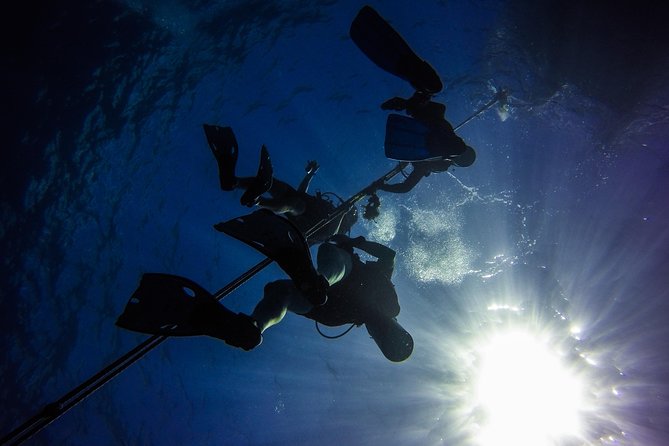 Full-Day Catalina Island Scuba Diving Tour from Punta Cana - Second underwater session at the Aquarium, better visibility and a different cast