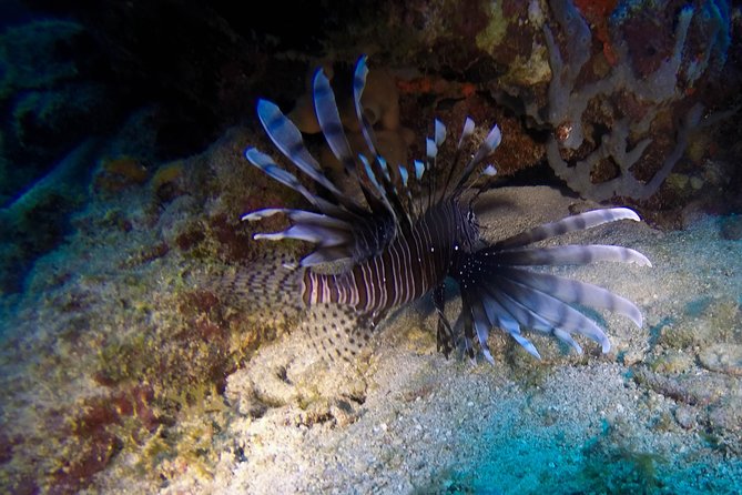 Full-Day Catalina Island Scuba Diving Tour from Punta Cana - What you get for $130.50, and the questions that decide value