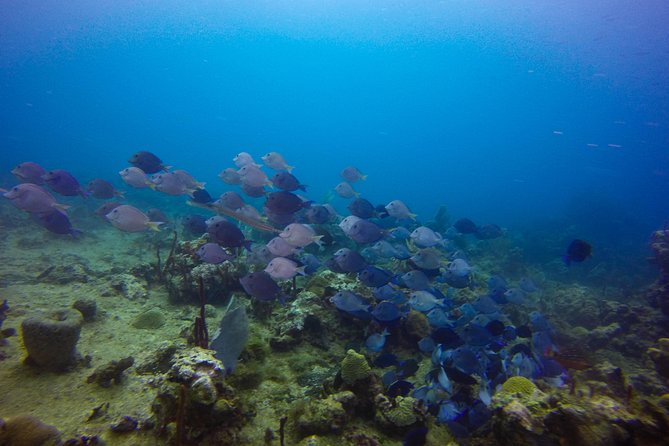 Full-Day Catalina Island Snorkeling Tour from Bavaro - Stop 2: Catalina Island time, beach loungers, and the main break