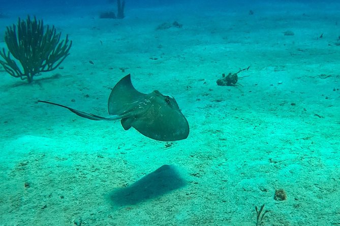 Full-Day Catalina Island Snorkeling Tour from Bavaro - Food and unlimited drinks: the BBQ feast is a real part of the value