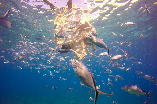 Full-Day Catalina Island Snorkeling Tour from Bavaro - Snorkeling expectations: easy swim, mixed reef, and fish you can actually see