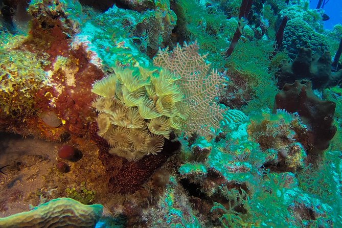 Full-Day Catalina Island Snorkeling Tour from La Romana - La Romana to Catalina: what your 9 hours really means