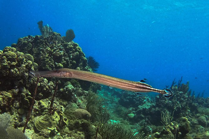 Full-Day Catalina Island Snorkeling Tour from La Romana - Gear, photos, and what you should pack for comfort