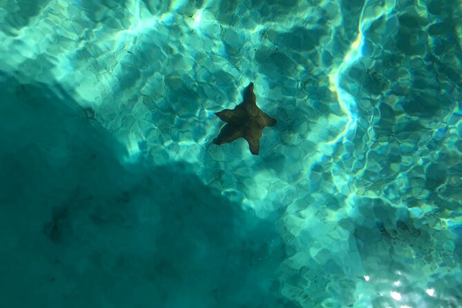 Full-Day Saona Island Escape – Beaches, Adventure, Paradise Vibes - Wildlife on Saona: Birds, Iguanas, and Starfish in the Same Day