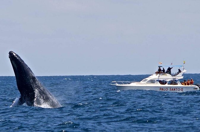 Full-Day Whale Watching Tour in Samana Bay from Cabeza de Toro - El Limón Waterfall and the ranch experience, not just a waterfall photo stop