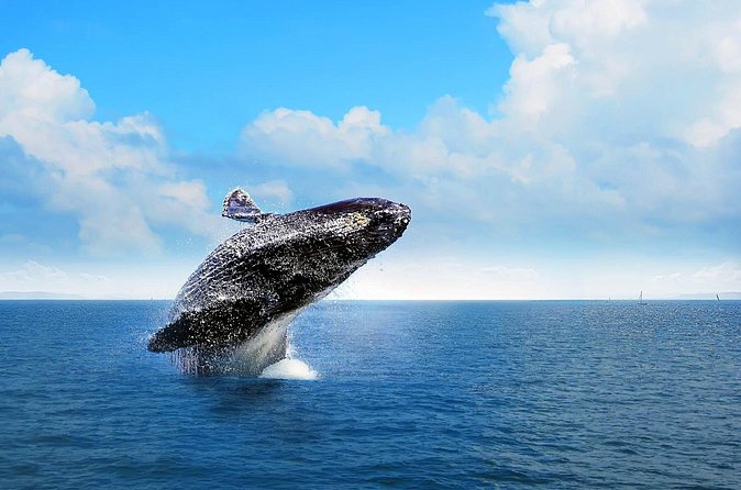 Full-Day Whale Watching Tour in Samana Bay from Cabeza de Toro - The full-day flow: 5-in-1 value and where time can slip