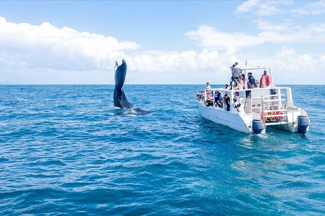 Full-day Whale watching Tour in Samana Bay from Punta Cana - The full-day flow from Punta Cana: timing, pacing, and how to handle it