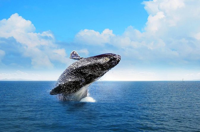 Full-day Whale watching Tour in Samana Bay from Punta Cana - Price and value: is $150 fair for this mix of stops?
