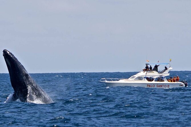 Full-day Whale watching Tour in Samana Bay from Punta Cana - Who should book this, and who should skip it