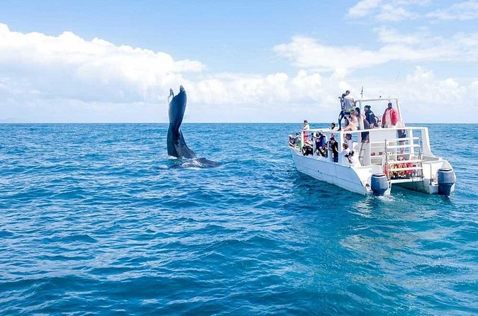 Full-day Whale watching Tour in Samana Bay from Punta Cana - Should you book this full-day whale watch and waterfall combo?