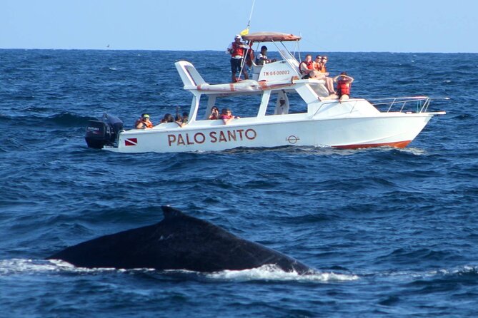 Full-day Whale watching Tour in Samana Bay from Punta Cana - El Limón Waterfall day: safari views, ranch lunch, and the ride in