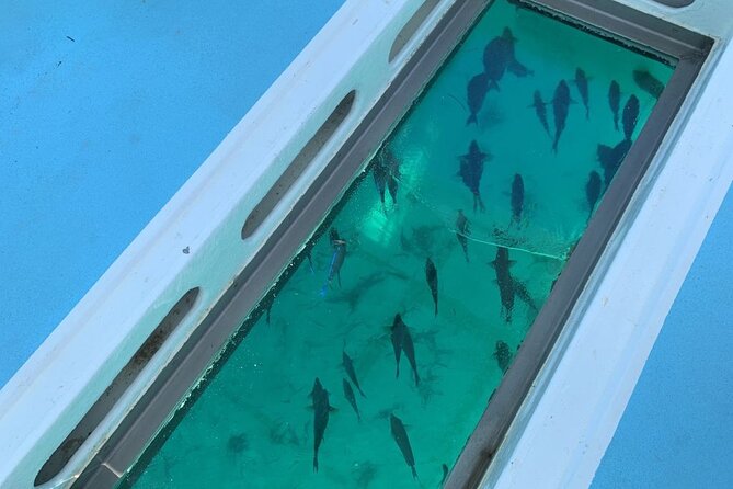 GlassBottom Catamaran with Slide - Food, Tropical Fruit, and the Open Bar Details