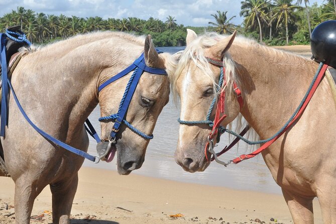 Half Day Buggies and Horseback Experience in Punta Cana - Pickup, timing, and group size reality at 7:30 am