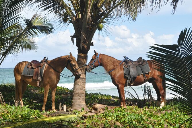 Half Day Buggies and Horseback Experience in Punta Cana - Price and value: is $99 a good deal?