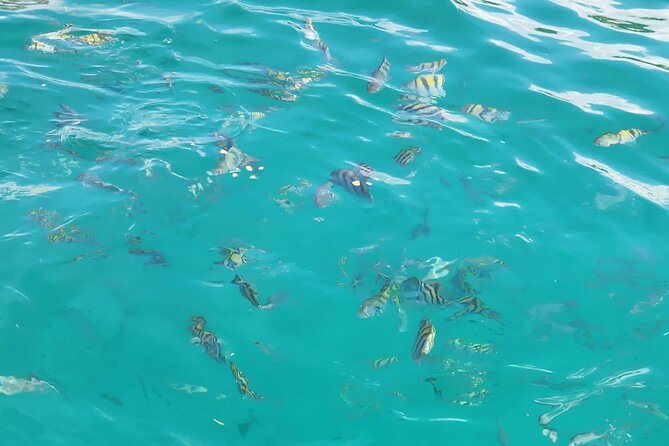 Half-day Private Catamaran Trip with Snorkeling - Value and price: is $90 per person a good deal?