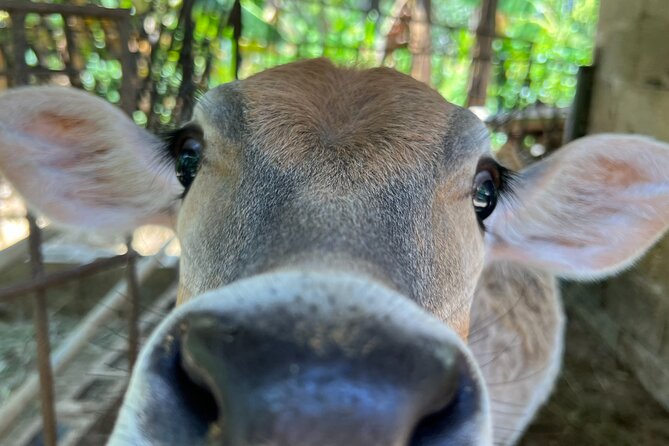 Half Day Safari and ATV or horses from Punta Cana - The ranch stop: coconut, rum, cola, and a full reset