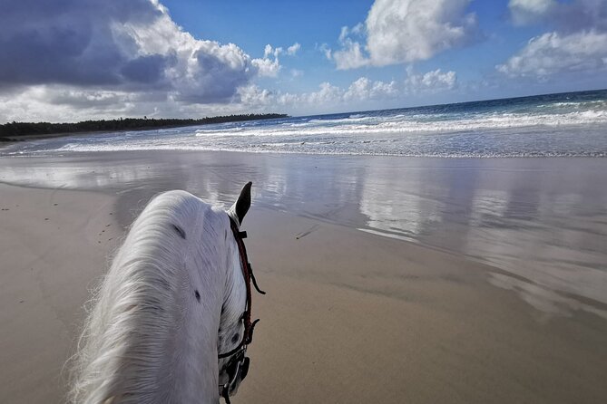 Horse Riding Experience through El Limon Beach - Key Highlights You’ll Feel on This Ride