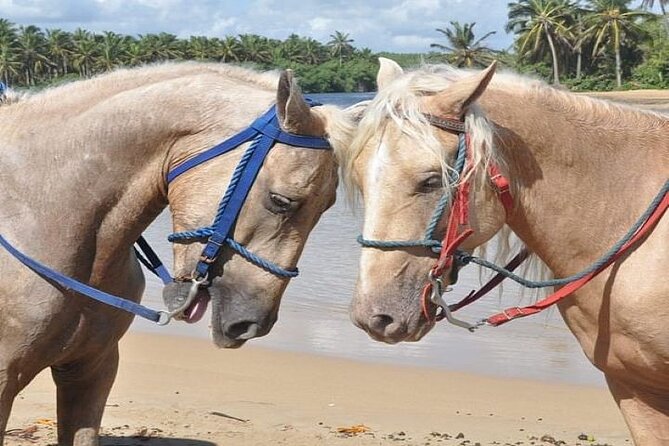 Horseback Riding to Maimon River from Punta Cana - Group size, weather, and how to set expectations