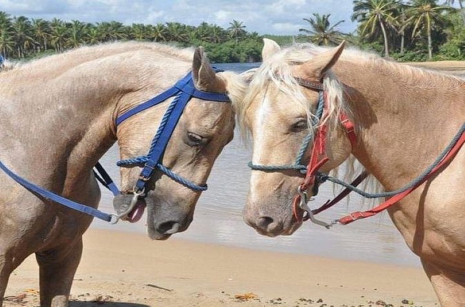 Horseback Riding to Maimon River from Punta Cana - Who this horseback ride fits best