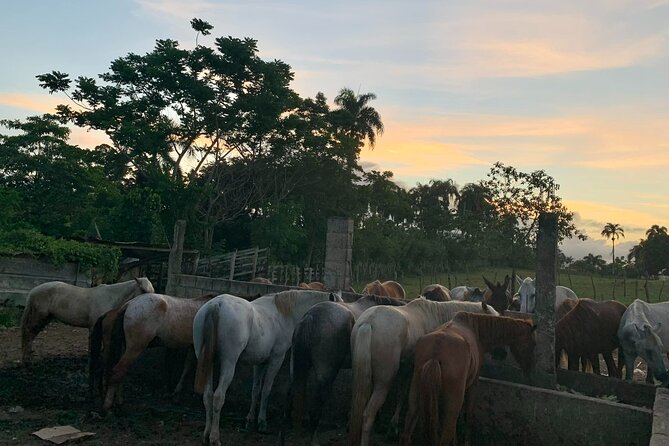 Horseback Riding with Pickup from Punta Cana - Rancho Papito, a Punta Cana ranch that feels genuinely local