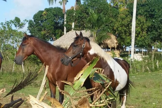 Horseback Riding with Pickup from Punta Cana - Local food and Dominican candy: small flavors you can actually take part in