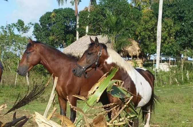 Horseback Riding with Pickup from Punta Cana - Price and value at $65 per person in Punta Cana