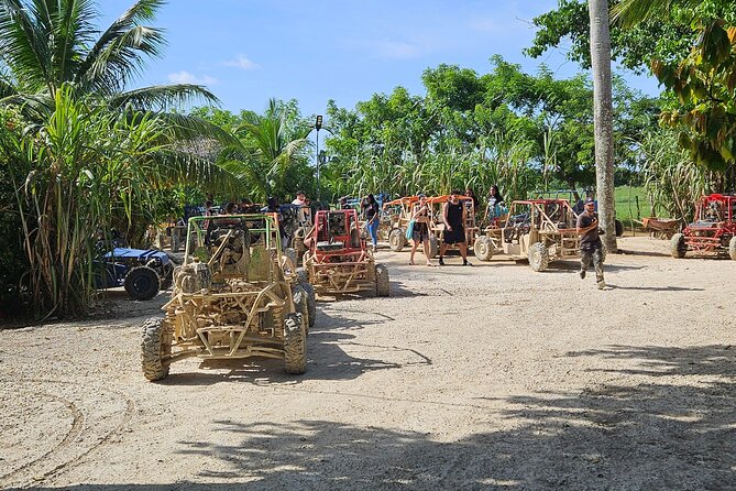 Horses, Buggy, and plantation in Chocaci Ranch - Chocaci Ranch at a Glance: Horses, Cacao, Coffee, and Tobacco