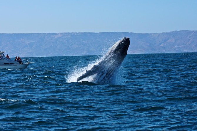 Humpback whales Watching + Samana Eco-Tour - Why Samana Bay is a classic humpback whale spot