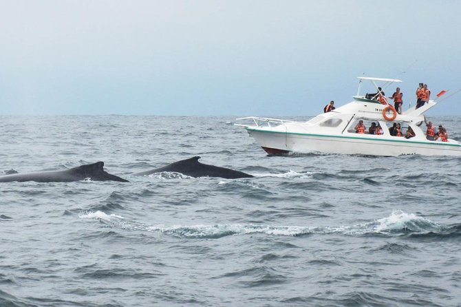 Humpback whales Watching + Samana Eco-Tour - Samana City: a quick look that adds context