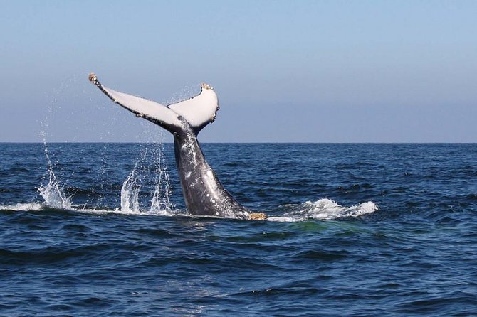 Humpback whales Watching + Samana Eco-Tour - Punta Cana to Sabana de la Mar: the early start that sets the day up