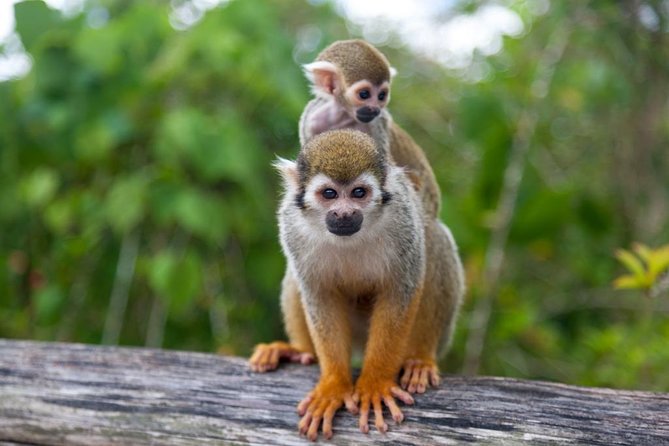 Jungle Buggies and Monkeyland from Punta Cana - The Anamuya River stop: cool-down time, with realistic timing