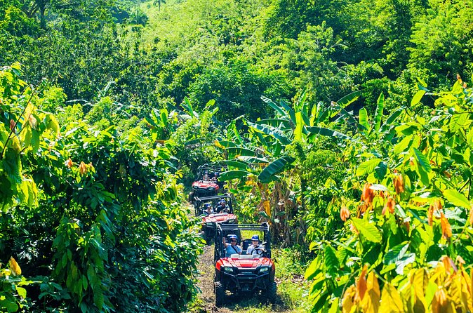 Jungle Buggies + Ziplines Adventures - Should You Book Jungle Buggies + Ziplines Adventures?