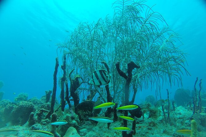 Learn to Scuba Dive in Punta Cana - Practical Expectations: Timing, Group Size, and What to Watch For