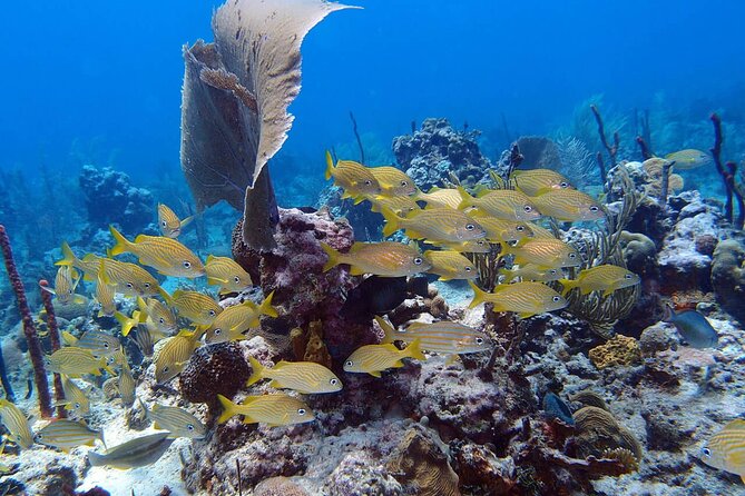 Learn to Scuba Dive in Punta Cana - Shallow-Water Practice: The Part That Makes or Breaks Confidence