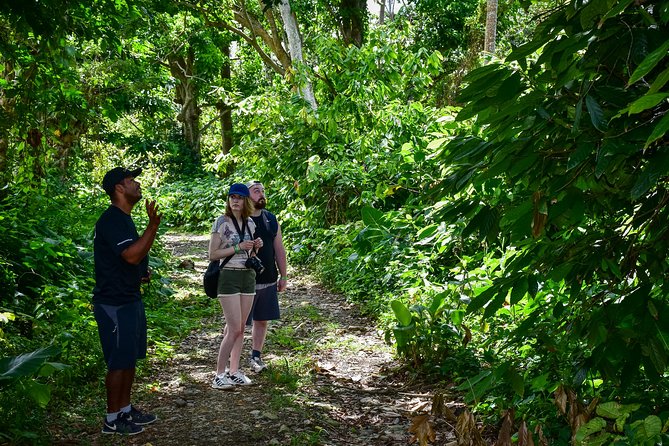 Let's do hiking in Punta Cana - Pickup, Air-Conditioned Comfort, and Mobile Ticket Convenience