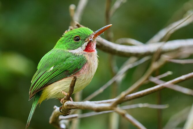 Los Haitises National Park Tour from Punta Cana Montana Redonda and Cano Hondo - Who should book this tour, and who might pass