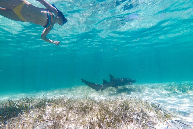 Marinarium Snorkeling Cruise from Punta Cana - Key Points You’ll Care About