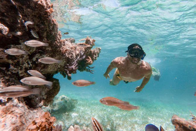 Marinarium Snorkeling Cruise from Punta Cana - A Half-Day Tour That Tries to Do Two Things Well