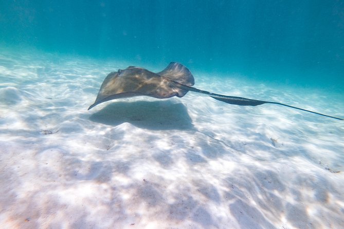 Marinarium Snorkeling Cruise from Punta Cana - Snorkeling Time: What You’ll Actually Get Out of It