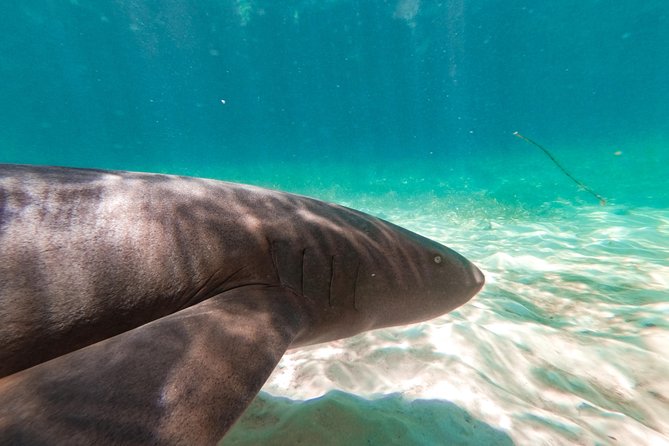 Marinarium Snorkeling Cruise from Punta Cana - Fish, Sharks, and Reef Life: Exciting, but Not Guaranteed